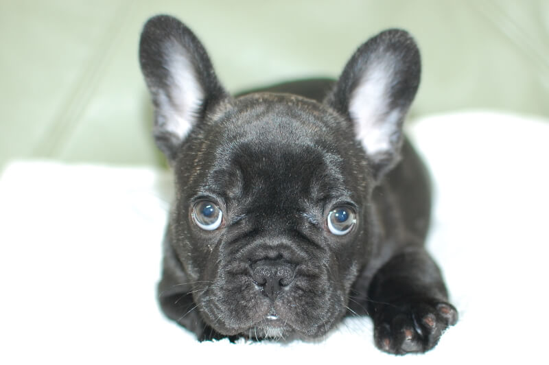 2019年8月10日生まれのフレンチブルドッグ子犬の写真