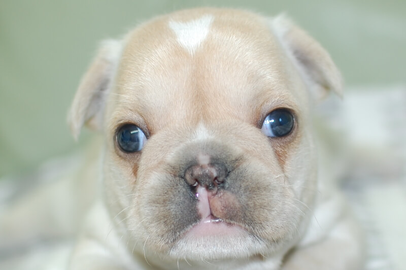 フレンチブルドッグの子犬の写真