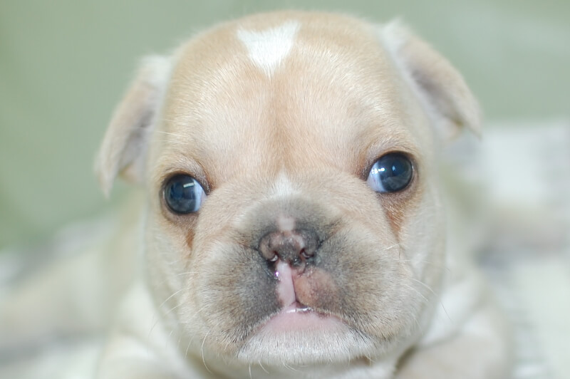 フレンチブルドッグの子犬の写真201912081 1月2日現在