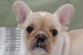 フレンチブルドッグの子犬201912081