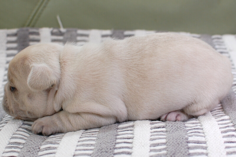 フレンチブルドッグの子犬の写真202001211-2 2月12日現在