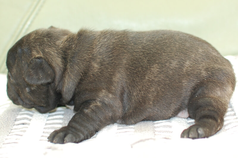 フレンチブルドッグの子犬の写真202001212-2 2月12日現在