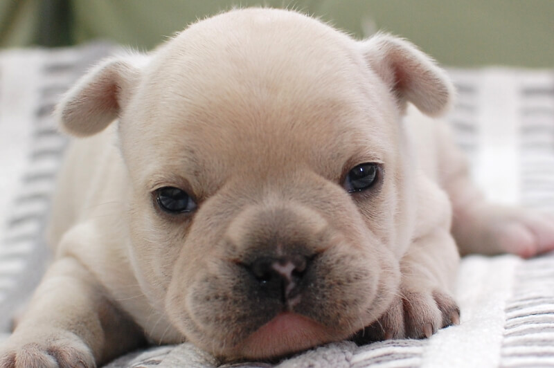 フレンチブルドッグの子犬の写真202001211 2月12日現在