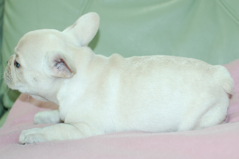 フレンチブルドッグの子犬の写真202001211-2 3月6日現在