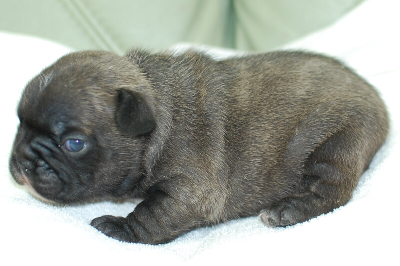 フレンチブルドッグの子犬の写真202004121-2 5月7日現在