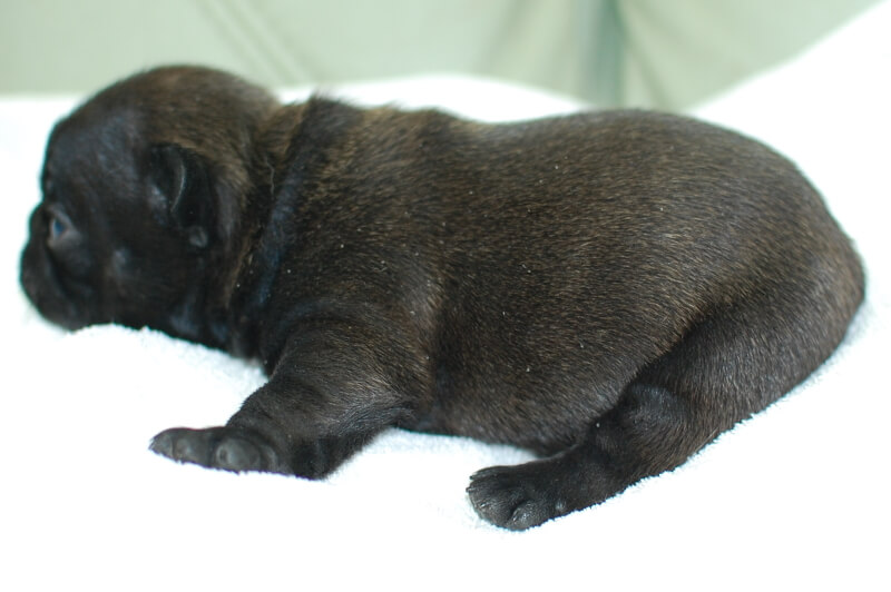 フレンチブルドッグの子犬の写真202004122-2 5月7日現在