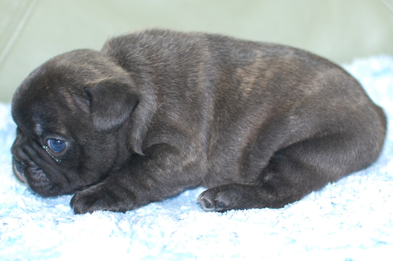 フレンチブルドッグの子犬の写真202004121-2 5月16日現在