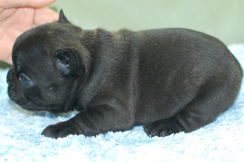 フレンチブルドッグの子犬の写真202004122-2 5月16日現在