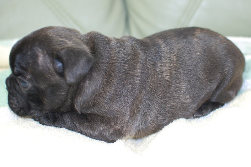 フレンチブルドッグの子犬の写真202004121-2 5月23日現在