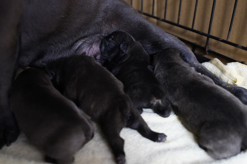 2020年11月2日生まれのフレンチブルドッグ子犬の写真