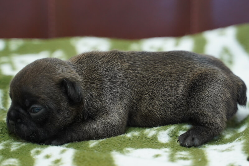 フレンチブルドッグの子犬の写真202011024-2 11月14日現在