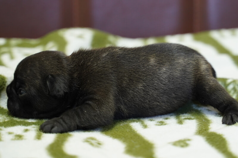 フレンチブルドッグの子犬の写真202011022-2 11月14日現在
