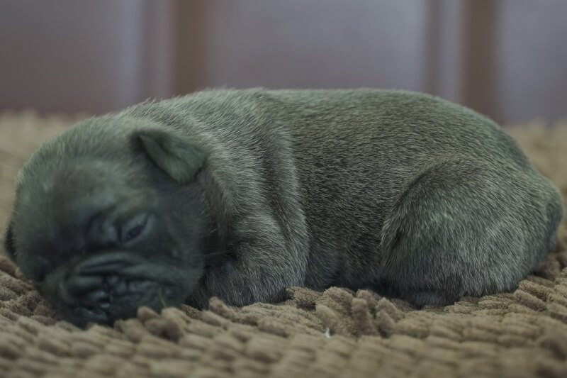 フレンチブルドッグの子犬の写真202011021-2 11月18日現在