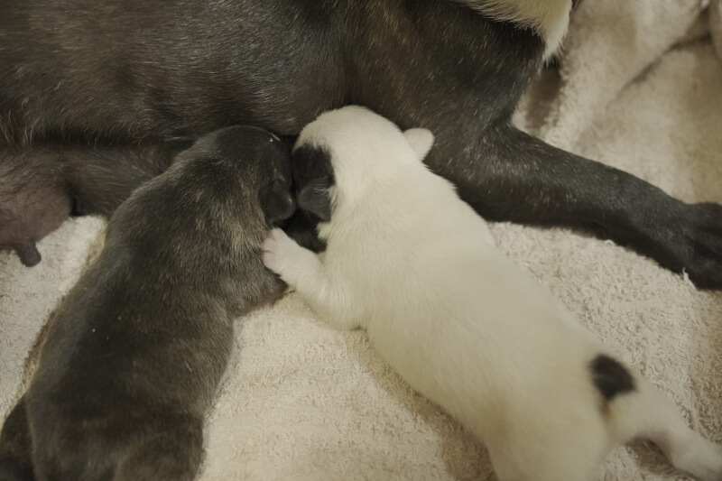 2020年12月3日生まれのフレンチブルドッグ子犬の写真