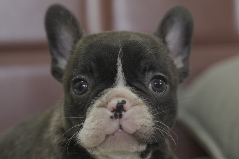 フレンチブルドッグの子犬の写真202012032 1月17日現在