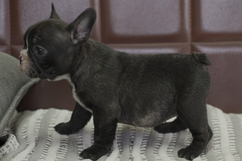 フレンチブルドッグの子犬の写真202012032-2 1月17日現在