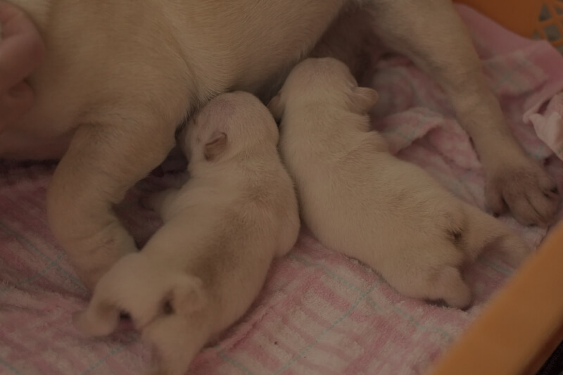 2021年2月1日生まれのフレンチブルドッグ子犬の写真