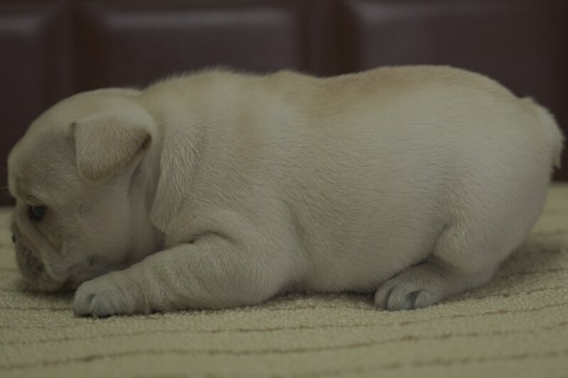 フレンチブルドッグの子犬の写真202102012-2 3月5日現在
