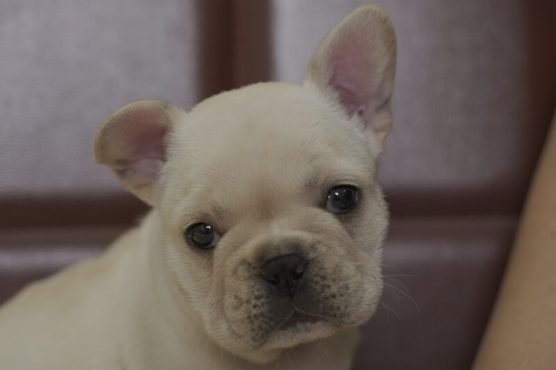 フレンチブルドッグの子犬の写真202102012 3月13日現在