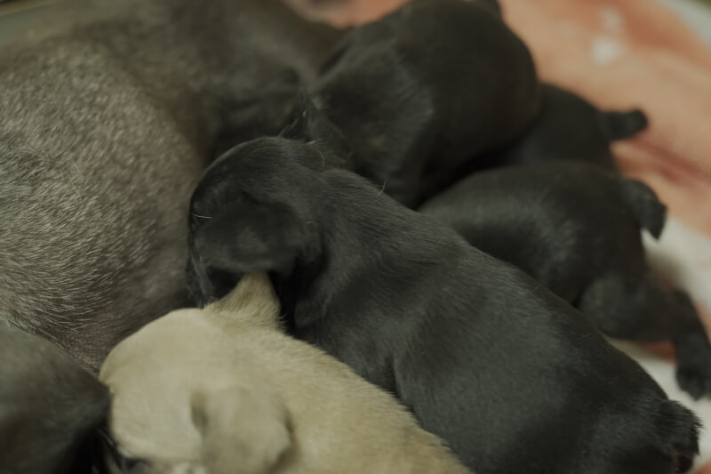 2021年7月7日生まれのフレンチブルドッグ子犬の写真