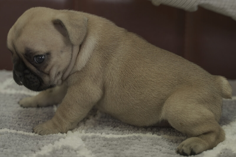 フレンチブルドッグの子犬の写真202107073-2 8月7日現在