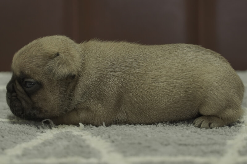 フレンチブルドッグの子犬の写真202108162-2 9月3日現在