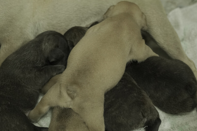 2021年8月16日生まれのフレンチブルドッグ子犬の写真