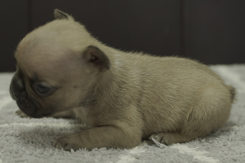 フレンチブルドッグの子犬の写真202109281-2 10月26日現在