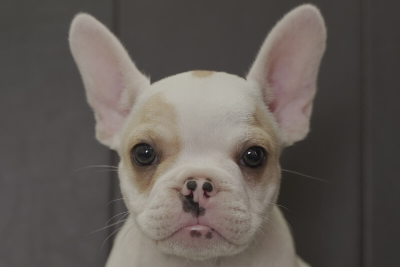 フレンチブルドッグの子犬の写真202109011 11月7日現在