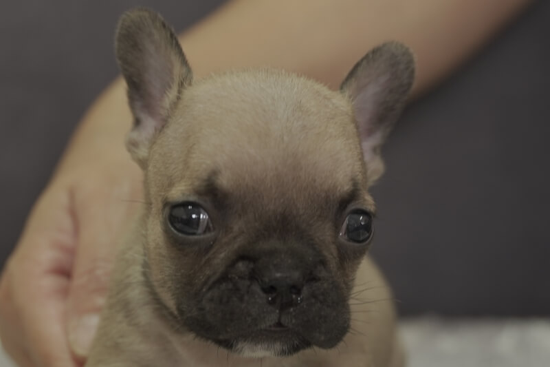 フレンチブルドッグの子犬の写真202109281 11月7日現在