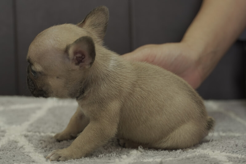 フレンチブルドッグの子犬の写真202109281-2 11月7日現在