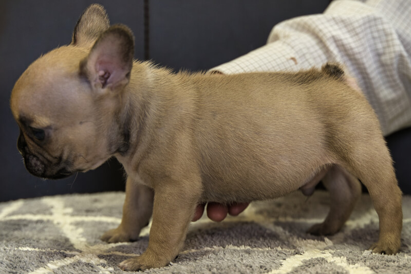 フレンチブルドッグの子犬の写真202109281-2 11月16日現在