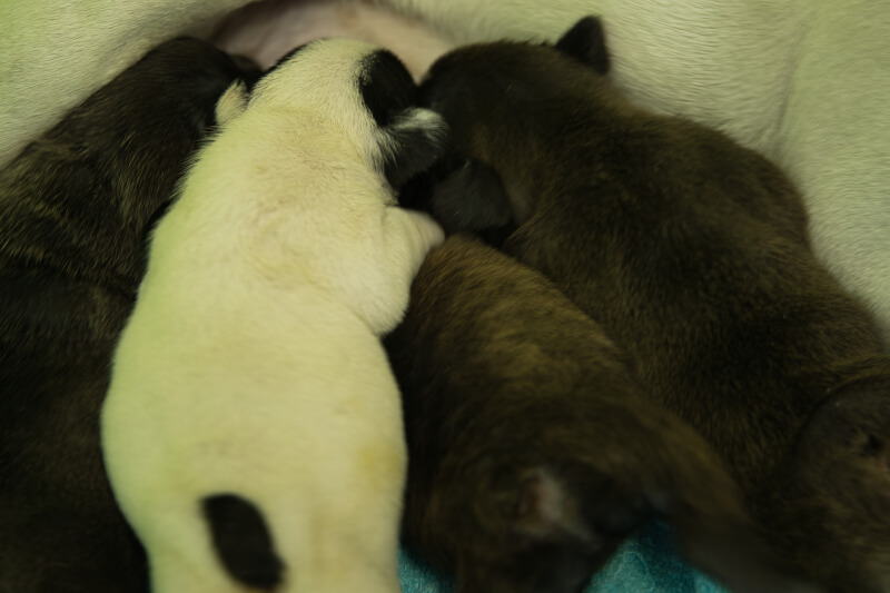 2022年1月31日生まれのフレンチブルドッグ子犬の写真