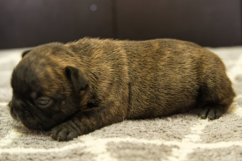 フレンチブルドッグの子犬の写真202201311-2 2月16日現在