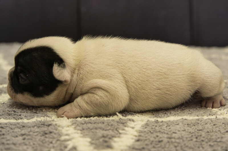フレンチブルドッグの子犬の写真202201312-2 2月16日現在