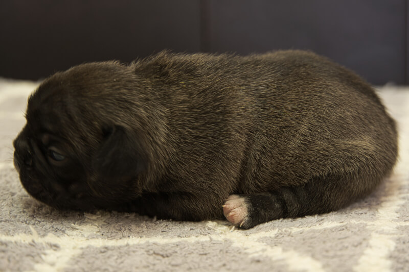 フレンチブルドッグの子犬の写真202201313-2 2月16日現在