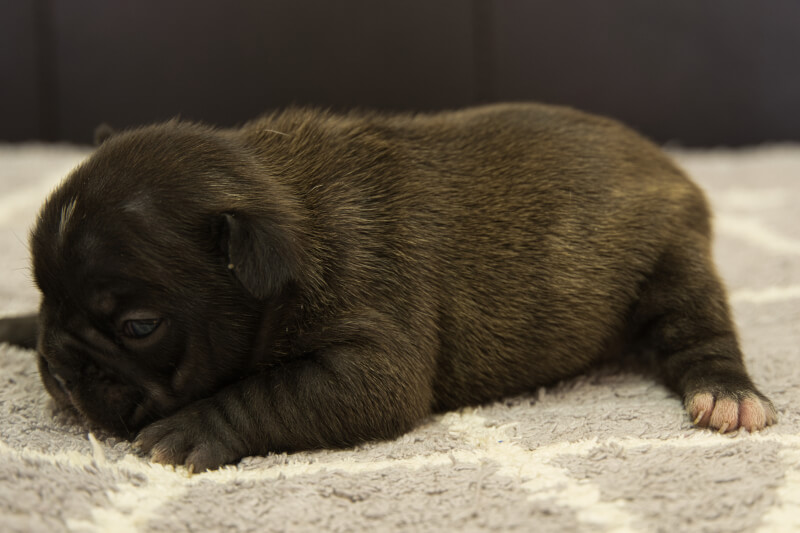 フレンチブルドッグの子犬の写真202201314-2 2月16日現在