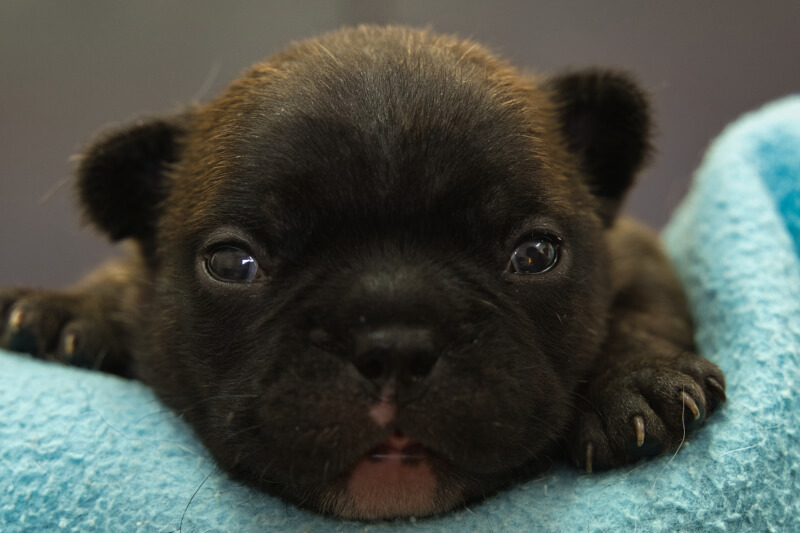 フレンチブルドッグの子犬の写真202201311 2月16日現在