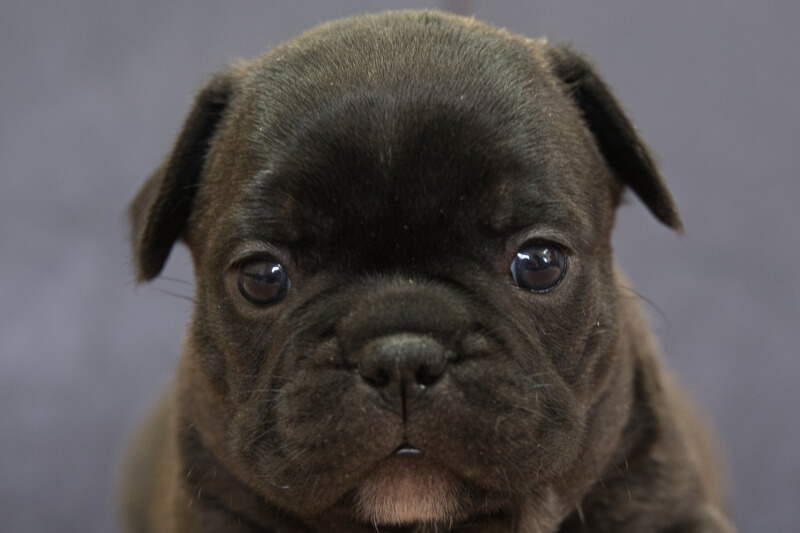フレンチブルドッグの子犬の写真202201313 3月2日現在