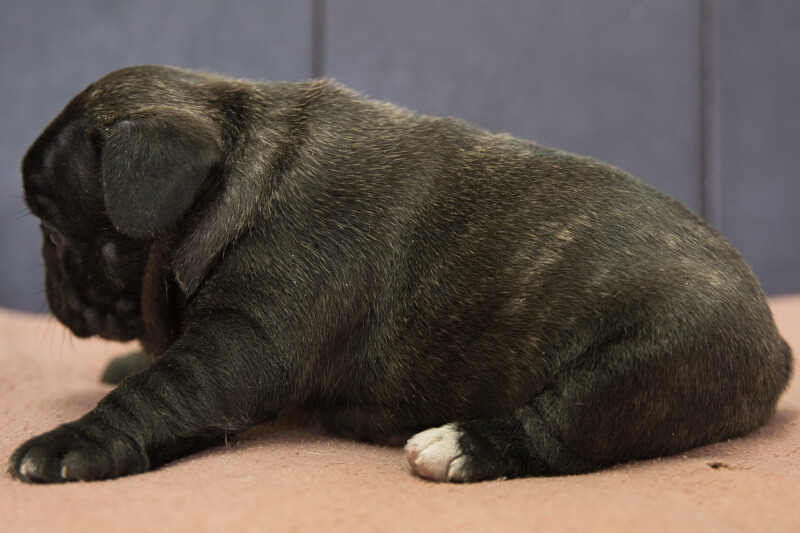 フレンチブルドッグの子犬の写真202201313-2 3月2日現在