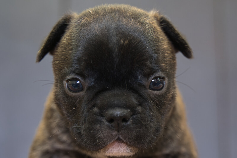 フレンチブルドッグの子犬の写真202201311 3月2日現在