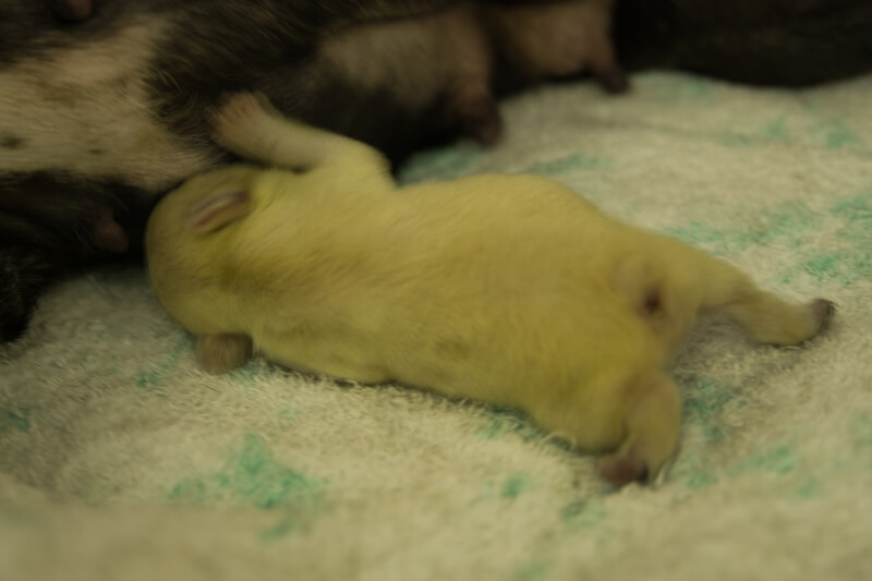 2022年5月6日生まれのフレンチブルドッグ子犬の写真