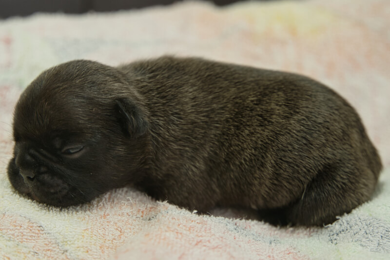 フレンチブルドッグの子犬の写真202205021-2 5月13日現在