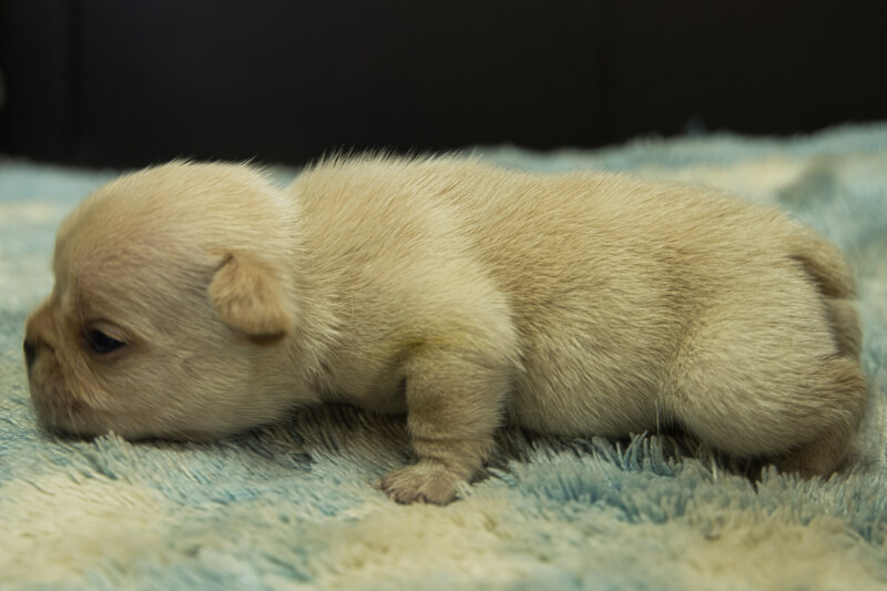 フレンチブルドッグの子犬の写真202205053-2 5月22日現在