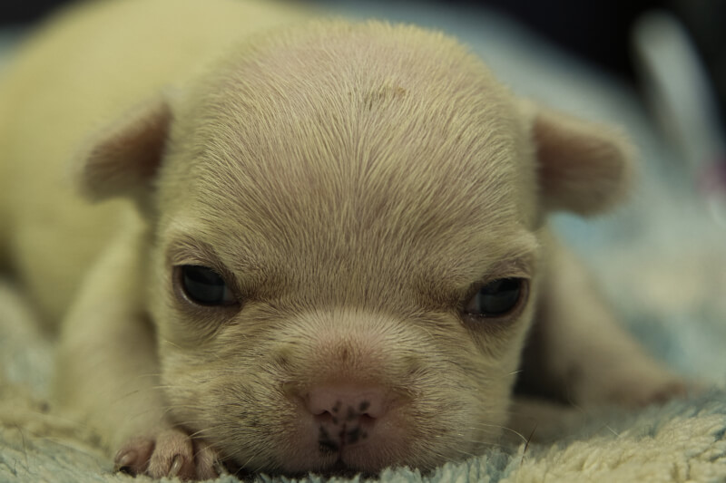 フレンチブルドッグの子犬の写真202205061 5月22日現在