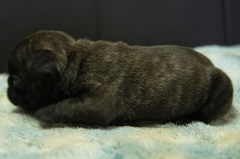 フレンチブルドッグの子犬の写真202205021-2 5月22日現在