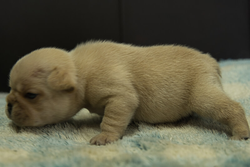 フレンチブルドッグの子犬の写真202205051-2 5月22日現在