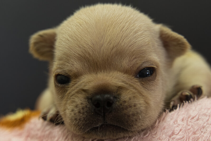 フレンチブルドッグの子犬の写真202205053 5月22日現在