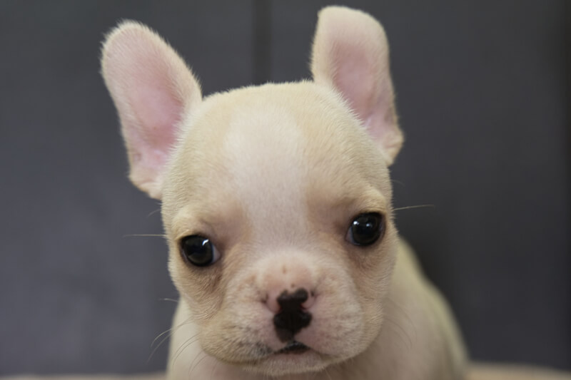 フレンチブルドッグの子犬の写真202205061 6月23日現在