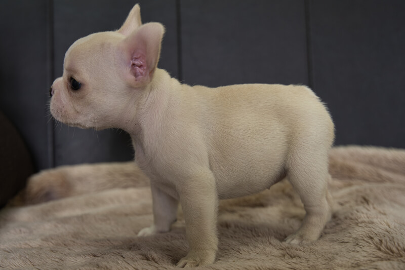 フレンチブルドッグの子犬の写真202205061-2 6月23日現在